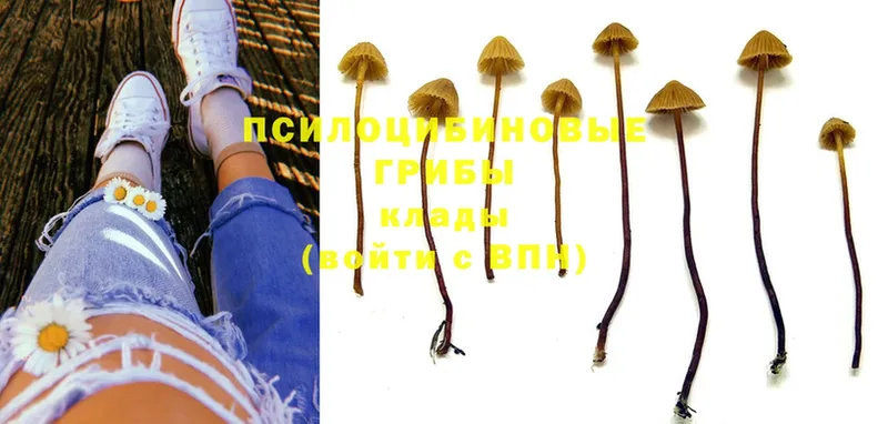 Псилоцибиновые грибы MAGIC MUSHROOMS  купить наркотики сайты  мориарти наркотические препараты  Амурск 